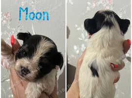 Yorkshire Biewer Terrier