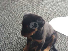 10 week old Rottie Pup
