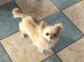 A RARE chance to have A beautiful little girl perfect Apple head full pedigree.