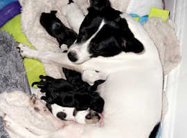2 beauty's looking for there forever home