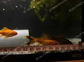 3x adult goldfish, 6x baby gold fish