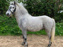 Looking For A New Home Dartmoor Hill Pony 12.1hh Gelding