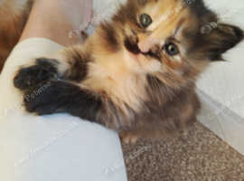 Maine coon kittens