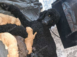 Standard Poodle Puppies