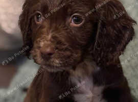 Cocke spaniels