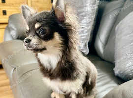 Beautiful Blue &tan Long Coat Chihuahua in Wakefield on Freeads ...