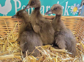 Khaki Campbell ducklings