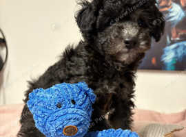 Asian toy poodles