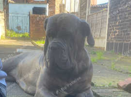 3 year old Neopolitan mastiff needs rehoming