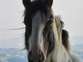 Traditional cob 14.3, passported