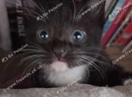 Bengal Kitten Tom