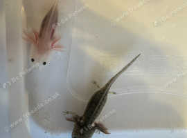Axolotl babies