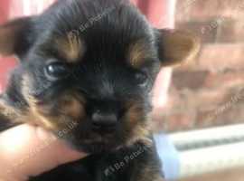 Yorkshire Terrier Puppies in Sheffield S5 on Freeads Classifieds ...