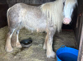 Cob gelding