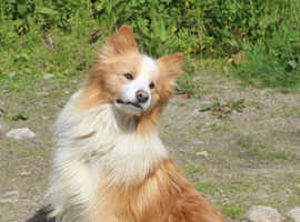 Superbly bred Polish Imported EE red Border Collie from winning show lines.