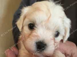 Gorgeous Maltese pups