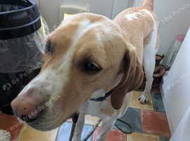 Pedigree Paddy- foxhound