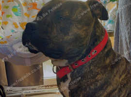 Holliesblue staffordshire best sale bull terriers