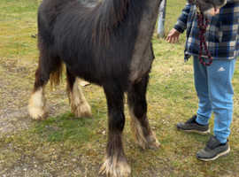 To make 14hh+ cob colt