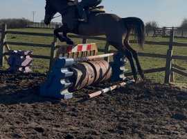 16hh thoroughbred gelding