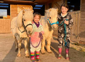 Tawna & Blaze A Super Friendly Shetland Pair.