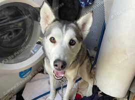 Female husky