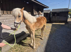 Pedigree registered Haflinger filly 1year old