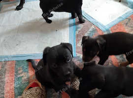 Patterjacks