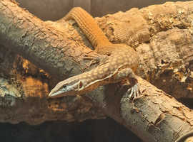 Ackie monitor