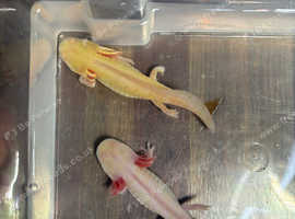 Axolotl