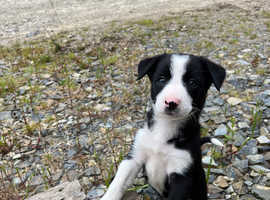Collie cross kelpie puppies