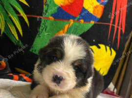 Beautiful pedigree Australian shepherds