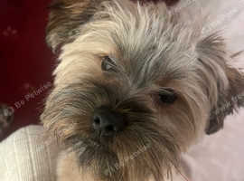 Yorkshire terrier
