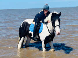 Beautiful 16.2 hh part bred Registered Shire