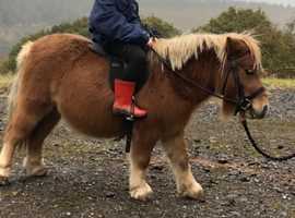 Midi Shetland mare for sale