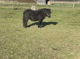 Mira, Registered Shetland Mare Born 2018