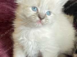 Ragdoll x maincoon. Last girl available