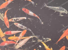 Koi fish