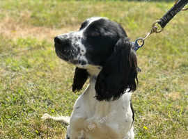8month old beautiful sprocker