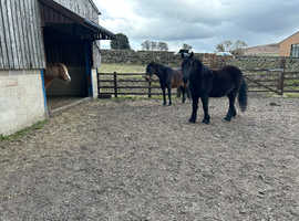 11year old Irish sports horse dark bay