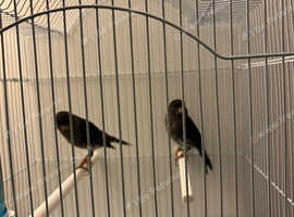 BLACK CANARIES (PAIR)