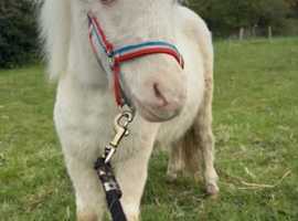 Beautiful miniature Shetland