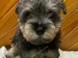 Miniature Schnauzer Puppies Ready for Loving Homes!