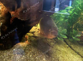 Red Belly Piranhas, 2 years old