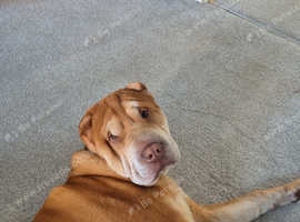 Shar Peis Bar Shar Puppies For Sale Pit Mix Shar Pei Lab Puppy