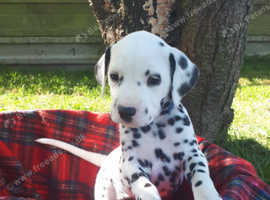 Dalmatian Puppies For Sale