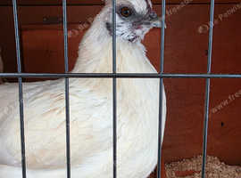 Beautiful Silkie Hen