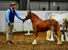 Flashy mini cob colt