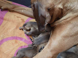 Rhodesian Ridgeback Puppies