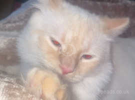 Beautiful male British longhair cat for rehome